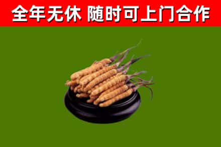 新河回收散虫草